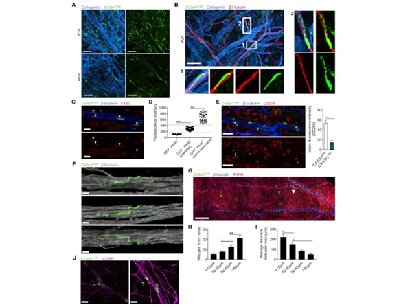 Immunofluorescence using GFP DyLight488